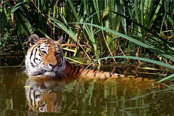 梦见老虎是我的宠物,但被豹子咬死了