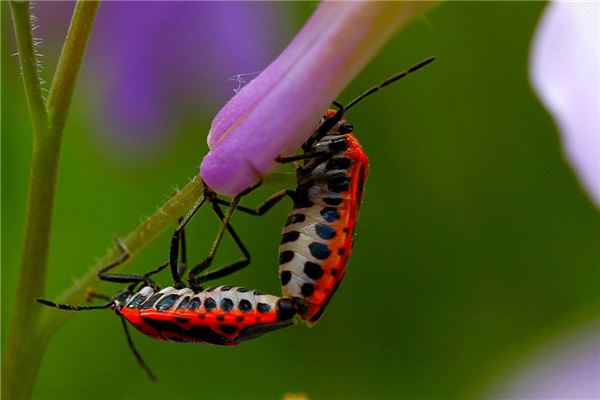 梦见虫子爬满身,是什么意思儿啊？
