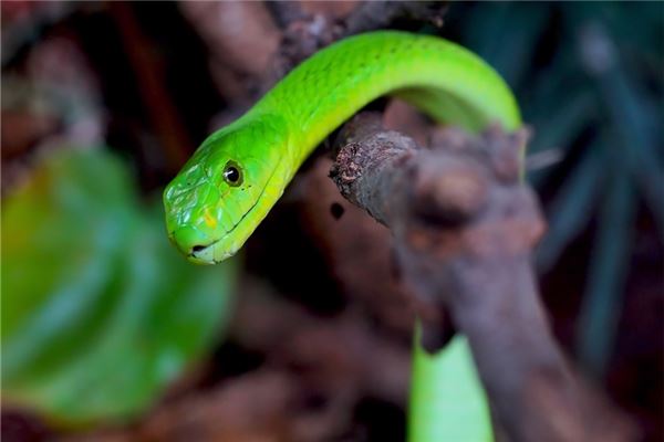 昨晚做梦梦见蛇 昨晚做梦梦见蛇