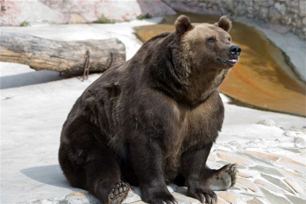 梦到狗熊是好是坏呢?