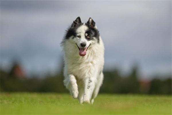 梦见抚摩狗,还是一只双头狗