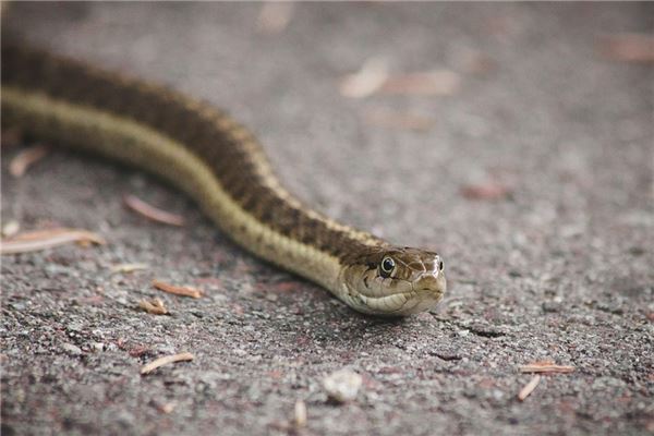 老是梦见蛇和小孩是什么意思