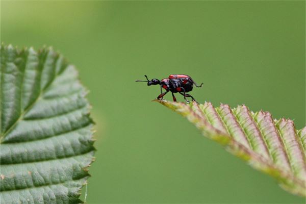 梦见昆虫是什么意思