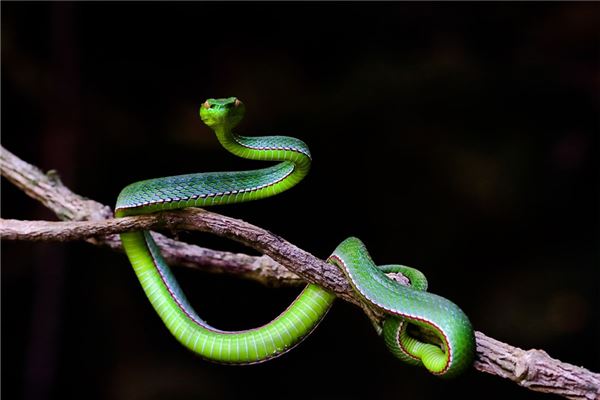 梦见被蛇咬,一条很大的蛇咬我