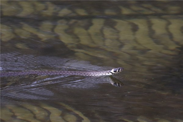 梦到了水里的蛇是什么意思