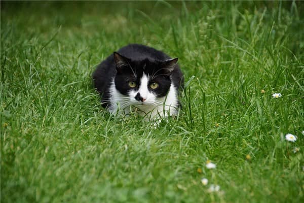 梦到了被猫爪是什么意思