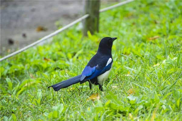 梦见喜鹊窝是什么意思