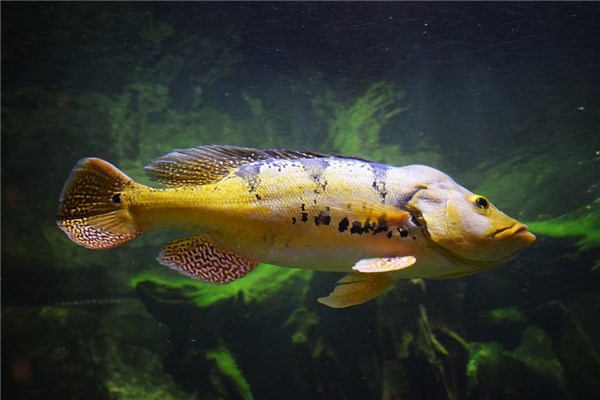 梦到了比目鱼是什么意思