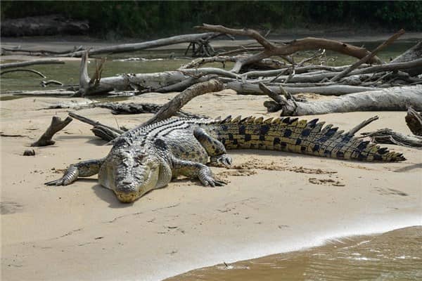 梦到鳄鱼肉是什么意思