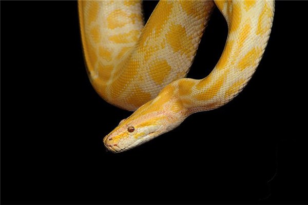 梦见黄色的大蛇是什么意思