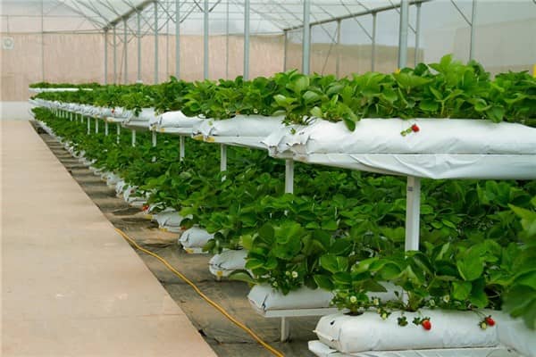 梦到了大棚是什么意思