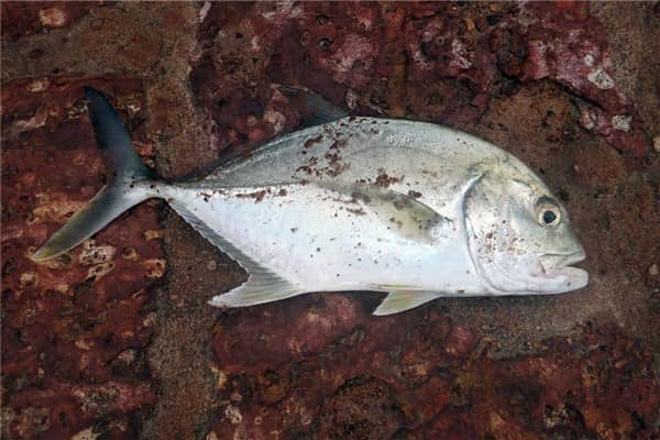 梦到了鲳鱼是什么意思