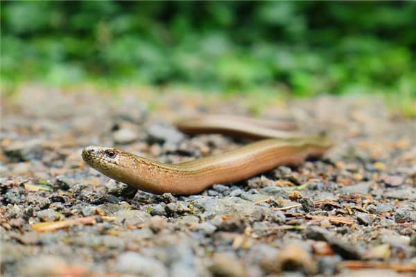 梦见铁线虫是什么意思