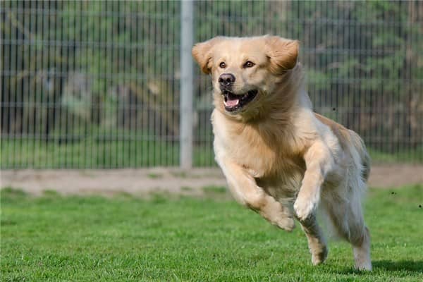 梦到狗疯了是什么意思