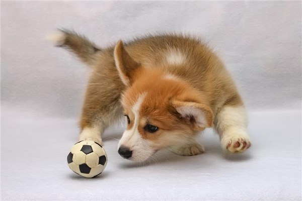 梦到了丢狗是什么意思