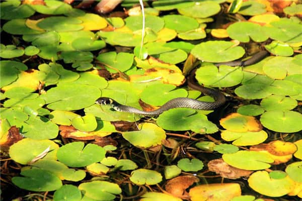 梦到了蛇被抓是什么意思