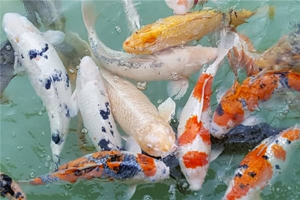 梦到了水中鱼是什么意思