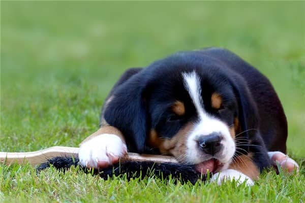 梦到了狗咬我脚