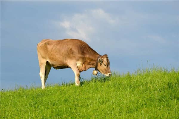 梦到了牛踢人是什么意思