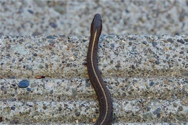 梦到活蛇是什么意思