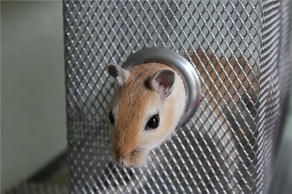 梦见自己抓老鼠是什么意思