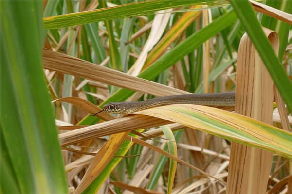 梦到了比蛇咬是什么意思