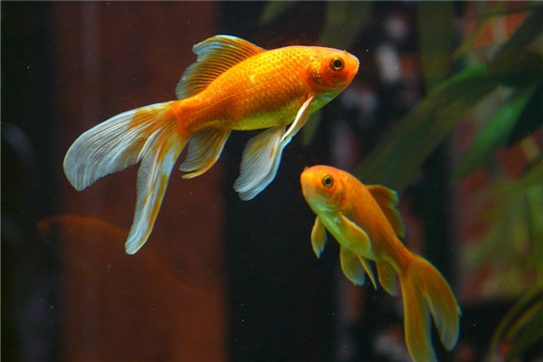 梦到鱼打架是什么意思