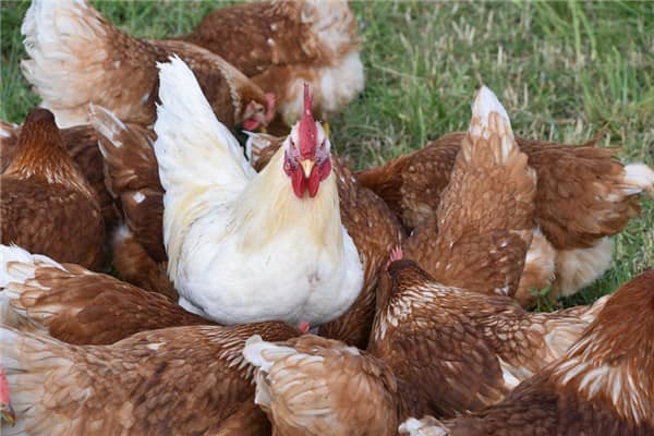 梦到了鸡场是什么意思