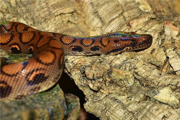 梦见红色大蟒蛇是什么意思