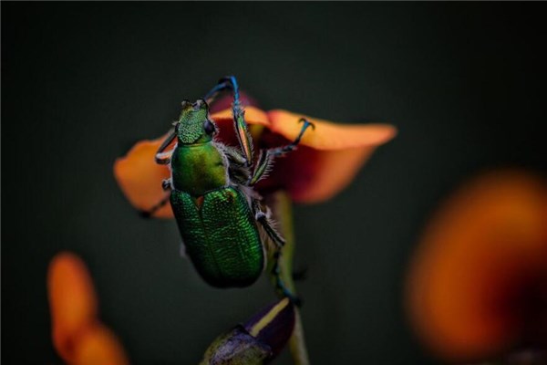 梦到屎虫好不好
