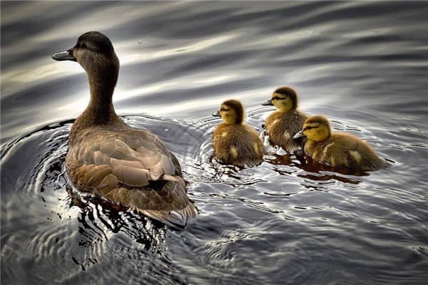 梦到卖鸭子是什么意思