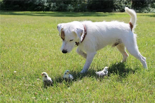梦见鸡和狗是什么意思