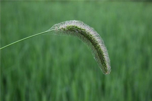 梦见狗尾巴草是什么意思