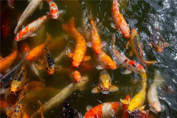 梦见看鱼是什么意思