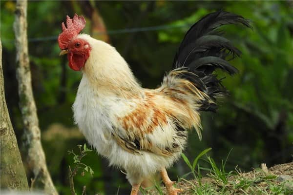 梦见吃鸡屎会是什么意思