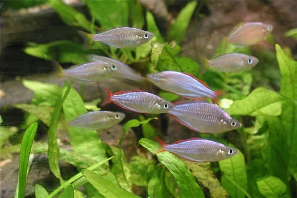 梦到群鱼是什么意思