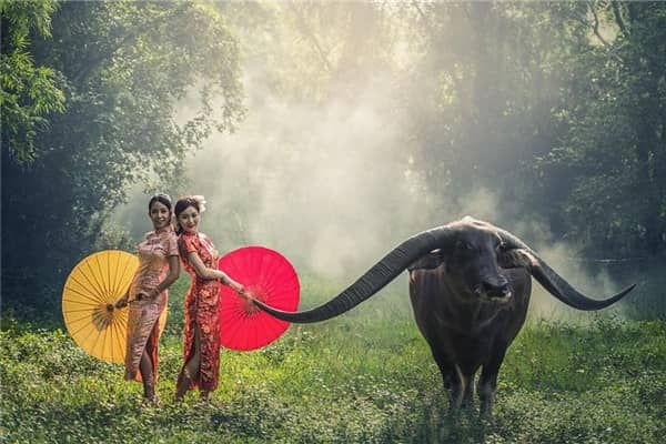 梦见母水牛是什么意思