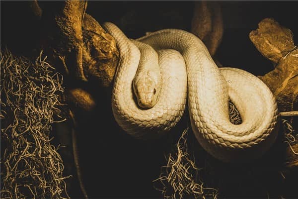 梦到白蛇咬人是什么意思