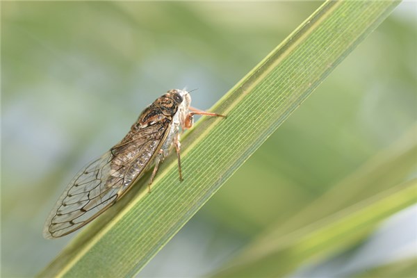 梦到蝉虫是什么意思