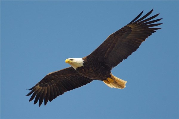 梦到抓老鹰是什么意思