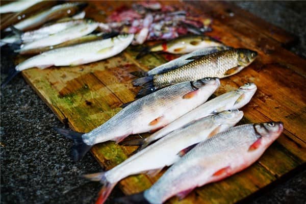 梦到了钓到鲫鱼是什么意思