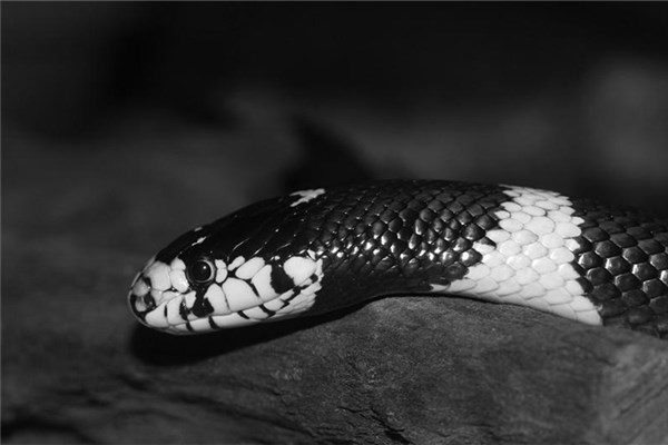 梦到打黑蛇是什么意思