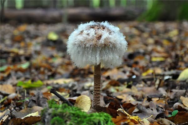 梦见霉菌是什么意思