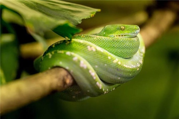 梦到蟒蛇被杀是什么意思