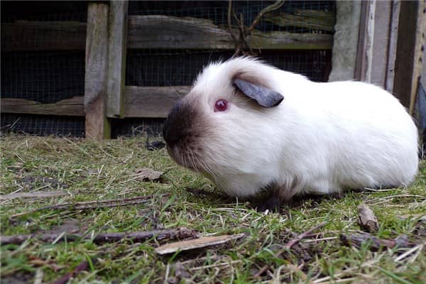 梦到了一群白猪是什么意思