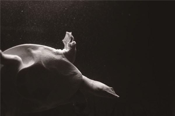 梦到甲鱼咬我是什么意思