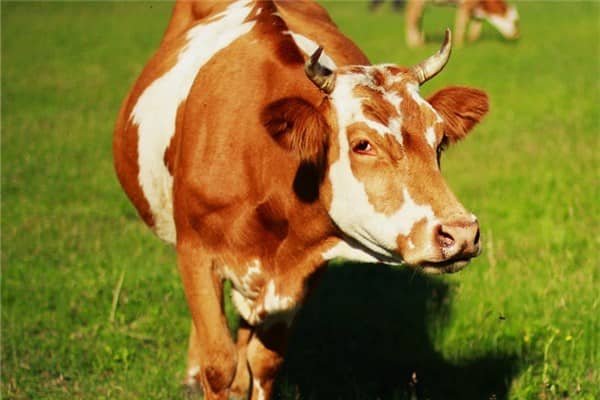 梦到了老黄牛是什么意思