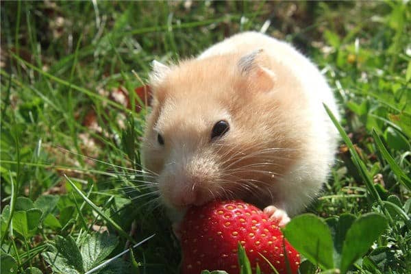 梦见老鼠是什么意思