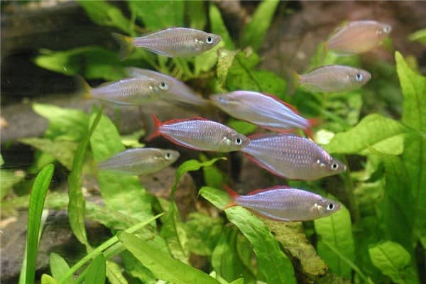 梦见下小鱼是什么意思