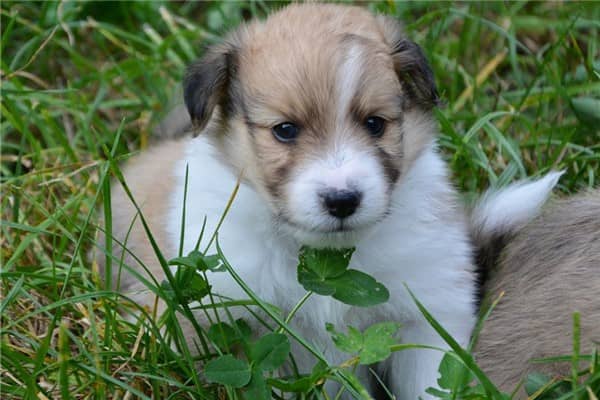 梦到被狗攻击是什么意思